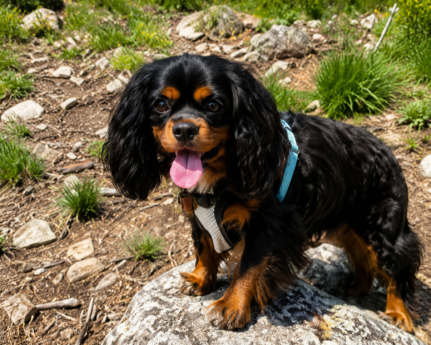 Danny's dog outdoors